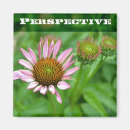 Search for echinacea Nature