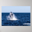 Search for breaching posters Sea