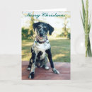 Search for shelter christmas cards Rescue