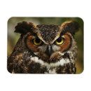 Search for horns magnets Wildlife