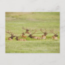 Search for cervus Horizontal