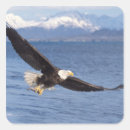 Search for eagle stickers Predator