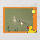 Search for wild duck photography Pond