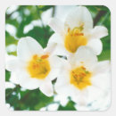 Search for lilium stickers Lily