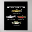 Search for salmon fish posters Trout