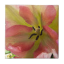 Search for pink tulips tiles Nature