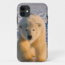 Search for refuges cases Polar bear