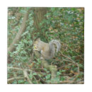 Search for acorn tiles Forest