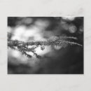 Search for pinecone postcards Tree