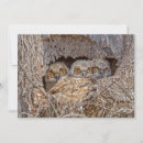 Search for prey cards Animal