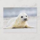 Search for love snow postcards Nature