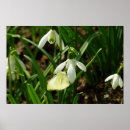 Search for snowdrop art Floral
