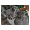 Search for koala cookware Bear