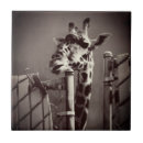 Search for preservation tiles Giraffe