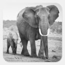 Search for african elephant stickers Outdoors