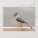 Search for titmouse postcards Snow
