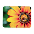 Search for pollen magnets Daisy