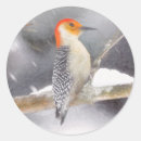 Search for woodpecker stickers Bellied