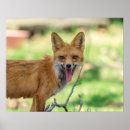 Search for fox pups posters Kit