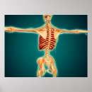 Search for human skeleton posters Bone