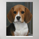 Search for beagle posters Pet