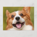 Search for dog photos postcards Pets