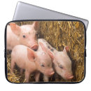 Search for piglets photography Farm