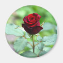 Search for rose bloom magnets Nature