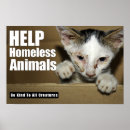 Search for stray art Kitten