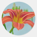 Search for tiger lily stickers Nature
