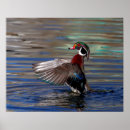 Search for flapping posters Waterfowl