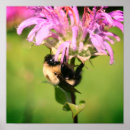 Search for balm art Bee