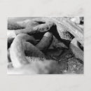 Search for chains postcards Photography
