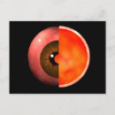 Search for optics postcards Illustration