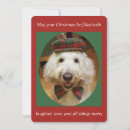 Search for goldendoodle christmas cards Labradoodle