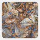 Search for cicada stickers Nature