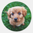 Search for puppy photo stickers Adorable