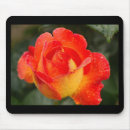 Search for dew mousepads Photography