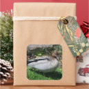 Search for wood duck stickers Wildlife