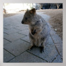 Search for quokka art Marsupial