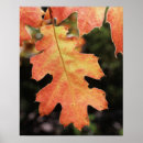 Search for colored leaf posters Superstock