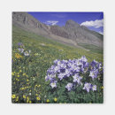 Search for blue wildflower magnets Colourful