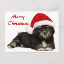 Search for havanese christmas cards Black