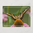 Search for butterfly garden postcards Wildlife