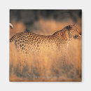 Search for pardus Leopard