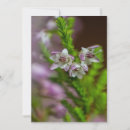 Search for evergreen invitations White