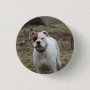 Search for boxer badges White