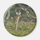 Search for deer buck magnets Whitetail