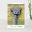Search for ostrich cards Bird