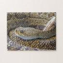 Search for venomous puzzles Rattlesnake